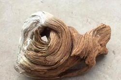 Đem tặng 'tổ chim' mới nhặt được, lão nông khóc ròng khi biết sự thật