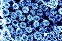 Nghiên cứu sự liên quan giữa các biến thể của virus SARS-CoV-2 và HIV
