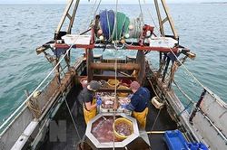 Liên minh châu Âu và Anh đạt thỏa thuận về hạn ngạch đánh bắt cá