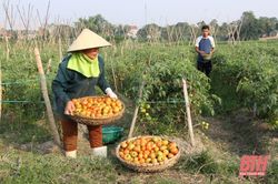 Nông dân háo hức thu hoạch cây trồng vụ đông