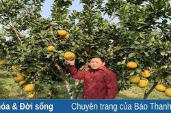 Làm giàu từ chuyển đổi mô hình cây ăn quả ở vùng đất bãi sông