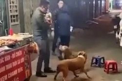 Clip: Chó Pitbull hung tợn lao vào tấn công chú chó nhỏ hơn làm 3 người phải chật vật can ngăn