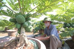 Cận cảnh đu đủ bonsai chào đón Tết Nguyên đán 2022