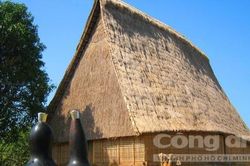 'Báu vật' Tây Nguyên nguy cơ bị xóa sổ