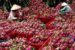 Tăng cường kiểm tra thanh long xuất khẩu sang châu Âu