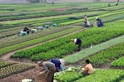 Làm sao để bà con sống được với nghề nông