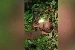 Bị bỏ lại trong rừng nhiều ngày, bé gái sơ sinh được tìm thấy, thứ ở trên người gây xót xa