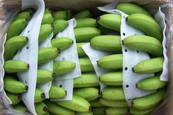 Nhật Bản tăng nhập khẩu chuối từ thị trường Việt Nam