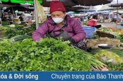 Giá rau xanh hạ nhiệt