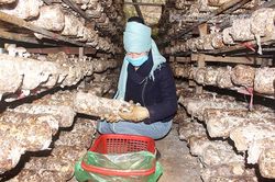 Hiệu quả mô hình trồng nấm hương