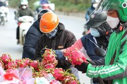 Trung Quốc dừng nhập khẩu thanh long