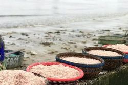 Ngư dân Đà Nẵng kiếm tiền triệu mỗi ngày nhờ 'món quà' từ biển cả