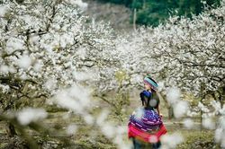 Dân vùng cam Hà Nội vội hủy tour, đổi điểm đến trước kì nghỉ Tết Dương lịch 2022