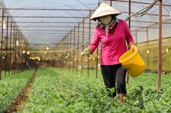 Nhiều loại rau, hoa tăng mạnh diện tích phục vụ thị trường Tết Nguyên đán