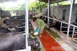 Nâng cao tầm vóc, chất lượng đàn gia súc