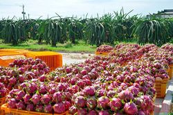 Chủ động các giải pháp tiêu thụ nông sản