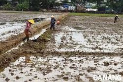 Nông dân Đà Nẵng được cấp 150 tấn lúa giống để khôi phục sản xuất sau mưa lớn