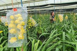 Nông dân Đà Lạt thất thu vì địa lan nở sớm