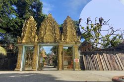 Ngôi chùa trăm tuổi ở miền Tây có đàn vạc đến ở nhờ hơn 2 thập kỷ
