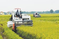 Lúa chặt bông - nông dân phấn khởi