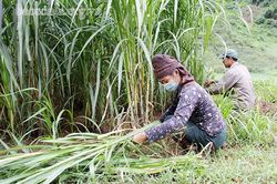 Trồng cỏ nuôi bò vỗ béo ở Tông Cọ