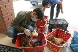'Bệnh viện' đặc biệt dành cho thú rừng