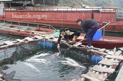 Ứng dụng khoa học công nghệ trong lĩnh vực thủy sản