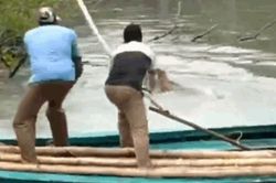 Hổ dữ lao ra tấn công người dân và diễn biến gay cấn phía sau