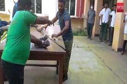 Cận cảnh hổ mang chúa 3,6m được bó bột trị thương