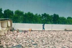 Hàng tấn cá tràn mặt đường cao tốc Hà Nội - Hải Phòng