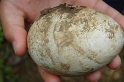 Nhặt được trứng lạ mang về ấp, thứ nở ra khiến chàng trai 'vỡ òa'