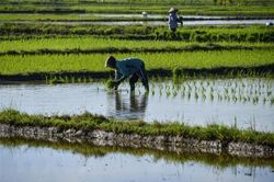 Indonesia phân bổ gần 1 tỷ USD để phục hồi kinh tế trong năm 2022