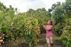 Làm giàu từ trồng nhãn