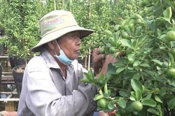 Tắc kiểng được tiêu thụ mạnh