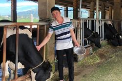 Ông chủ trẻ làm giàu từ bò sữa