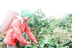 Hướng Phùng chuyển đổi cơ cấu kinh tế phù hợp với tiềm năng, lợi thế