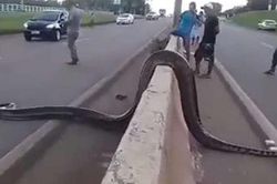 Cảnh một con trăn Anaconda khổng lồ cố gắng băng qua đường