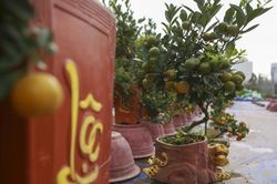 Độc đáo hổ vàng ôm quất bonsai giá tiền triệu tại Hà Nội