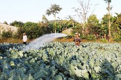 Lan tỏa phong trào cải tạo vườn tạp trồng rau xanh