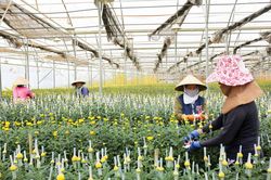 Phát triển các làng hoa Đà Lạt - nhìn từ Nghị quyết 07