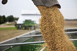 Báo cáo nông sản được mong chờ nhất tháng 1 có đẩy giá thức ăn chăn nuôi tăng cao?