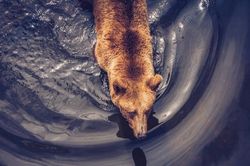 Giá Bitcoin hôm nay 7/1: Giảm sâu xuống 42.000 USD, tâm lý thị trường sợ hãi