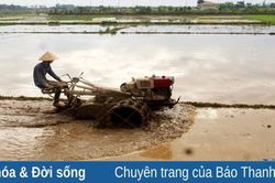 Chuẩn bị các điều kiện gieo cấy lúa đông xuân