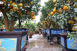 Vườn bưởi cảnh cổ thụ tiền tỷ ở Hưng Yên