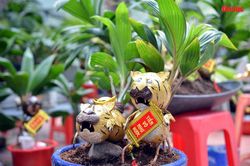 Độc đáo bonsai dừa hình hổ trưng Tết với đủ sắc thái biểu cảm