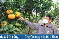 Mùa thu hoạch bưởi ở Xuân Hồng