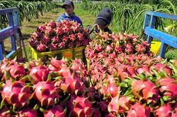 Bộ Công Thương phối hợp với các tỉnh xây dựng phương án tiêu thụ thanh long
