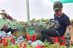 Chủ kho lạnh ngừng mua thanh long, dân lao đao