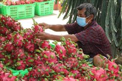 Bộ Công Thương kiến nghị tháo gỡ khó khăn thúc đẩy tiêu thụ thanh long