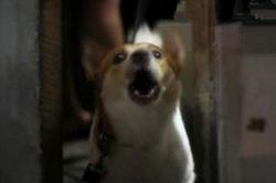 Nửa đêm chó nhà sủa gắt liên hồi, người đàn ông xuống tầng kiểm tra tá hỏa khi thấy 1 thứ
